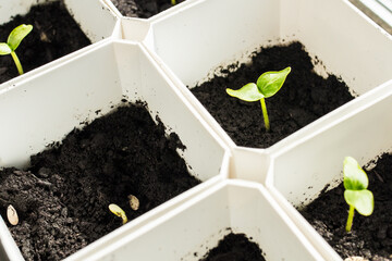 Melon seedlings in plastic pots. Growing seedlings in early spring in the greenhouse. Gardening concept