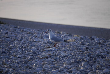 mouette