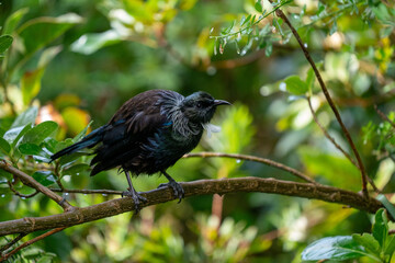A Tui bird in a tree in New Zealand