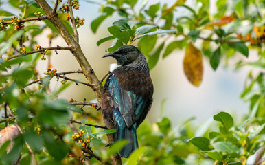 Obraz premium A Tui bird in a tree in New Zealand