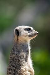 Closeup portrait of a Meerkat