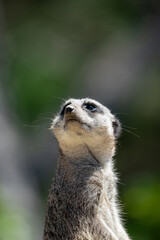 Closeup portrait of a Meerkat