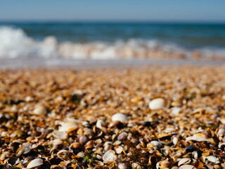 Beach seashells Horizon landscape nature summer tropics