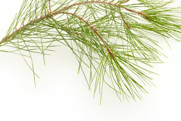 Obraz premium Pine tree twig on a white background