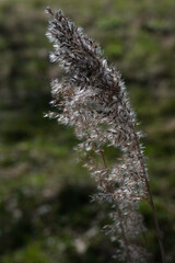 Beautiful serene waving reeds in the sunlight. Focus on the reed stem at the front left, narrow depth of field