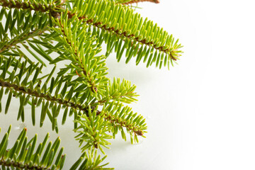 fir tree branch on a white background