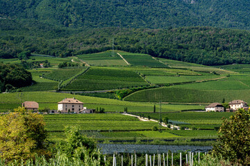 Fototapeta na wymiar Vineyard. Large bunches of ripe wine grapes hang from old vines in wine region.
