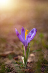 Beautiful crocuses in their natural environment. Purple flowers. The concept of spring, the awakening of nature. 
