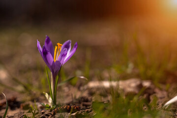 Beautiful crocuses in their natural environment. Purple flowers. The concept of spring, the awakening of nature. 