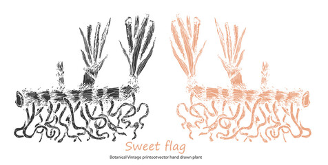 Sweet flag Botanical Vintage print of Calamus common lyre rootvector hand drawn plant