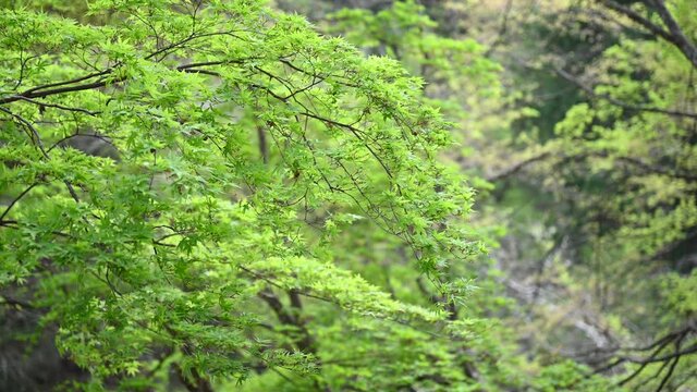 美しい新緑の映える渓谷の紅葉の動画