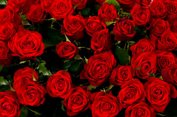 Red roses, a huge bouquet of flowers .
