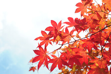 가을은 단풍과 낙엽이 아름답다