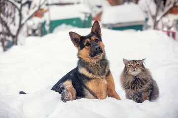 Cat and big dog sit outdoors in the snow in the yard in winter and look at the camera