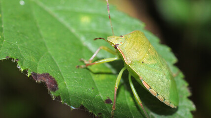 Halyomorpha Halys insect macro photo