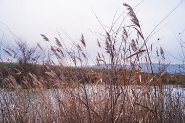 Pond in winter in the Piana park of Sesto Fiorentino, Tuscany, Italy