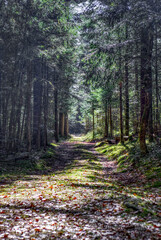 Obraz na płótnie Canvas Path in the woods in the bavarian forest on a pedestrian hiking trail at Saußbachklamm, Waldkirchen, bavarian forest, germany