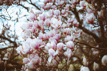 Magnolia