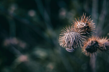 plant seen from close up with dark background