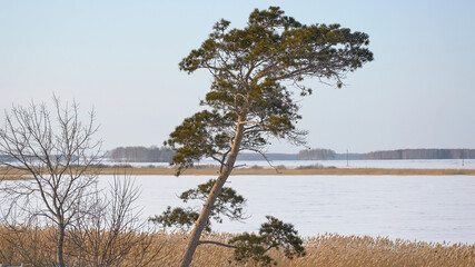 lonely tree near the lake