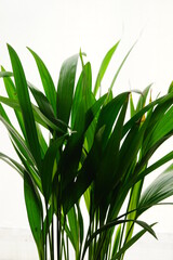 Areca palm leaves, indoor beautiful plant to give a tropical atmosphere to your home