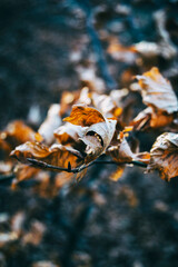 dry leaves seen from close up in the autumn - winter season