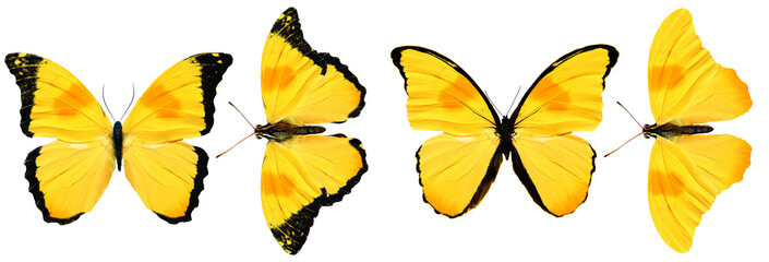 beautiful yellow butterflies isolated on white background. four tropical moths.