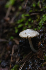 Mushrooms in the forest inclose, toxicant, mushroom, outdoors, vegan, mycelium, botany, vegetable, beautiful, viperous, biology, amanita, danger, mushrooms, macrolepiota, macrolepiota procera the rain