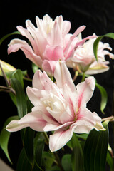 Ramo de Flores de Lilium abriendose en primavera en un jarrón rodeada de capullos aun. Bouquet of Lilium Flowers opening in spring in a vase surrounded by buds still.