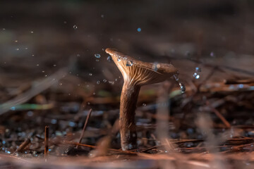 Mushrooms in the forest inclose, toxicant, mushroom, outdoors, vegan, mycelium, botany, vegetable, beautiful, viperous, biology, amanita, danger, mushrooms, macrolepiota, macrolepiota procera the rain