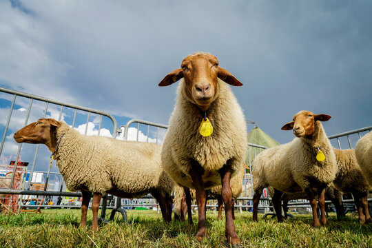 Schafhaltung - Coburger Fuchsschafe auf einer landwirtschaftlichen Tierschau, Symbolfoto.