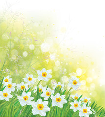 Fototapeta na wymiar Vector spring daffodils flowers. Blossoming narcissus flowers on sunshine, bokeh background.