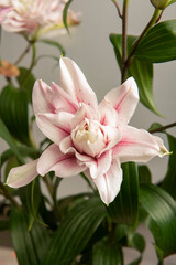 Ramo de Flores de Lilium abriendose en primavera en un jarrón rodeada de capullos aun. Bouquet of Lilium Flowers opening in spring in a vase surrounded by buds still.
