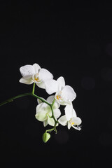 Branch of beautiful white orchid on black background