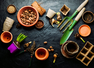 Seedling of spring flowers and gardening tools