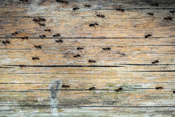 ants walking in a line