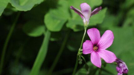 natural purple Oxalis articulata flower photo