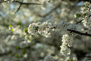 Blossom tree over nature background. Spring flowers. Spring Background