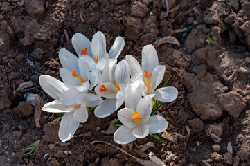 Fresh white flowers crocuses, spring flowers background in the wild nature. Seasonal crocus in early spring. Close up of wild pretty white crocus spring blooming.