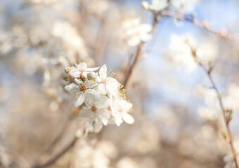 A branch of a flowering plum tree with beautiful white flowers. copy space