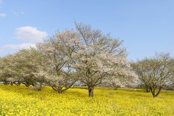 桜　菜の花　河川　風景