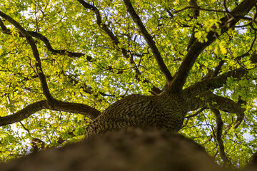 big tree branches top view
