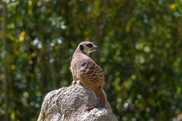 A meerkat digs in the sand