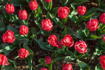 red tulips on a flower bed. top view