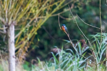 Kingfisher on a branch in the forest