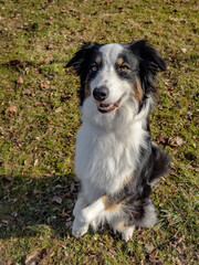 Australian Shepherd Dog playing at spring park. Happy Aussie walks at outdoors sunny day.
