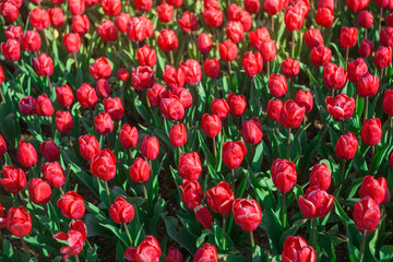 red tulips on a flower bed. top view