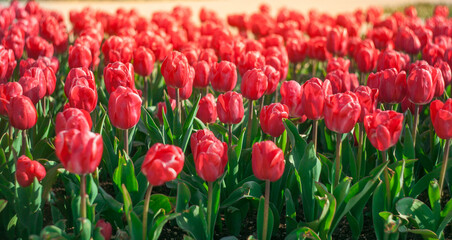 red tulips on a flower bed.