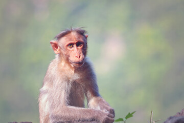 Monkey sitting on rock and posing to camera	