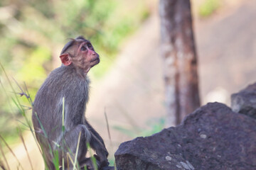 Monkey sitting on rock and posing to camera	
